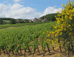 Vignoble en Bourgogne
